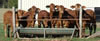 Young Heifers
